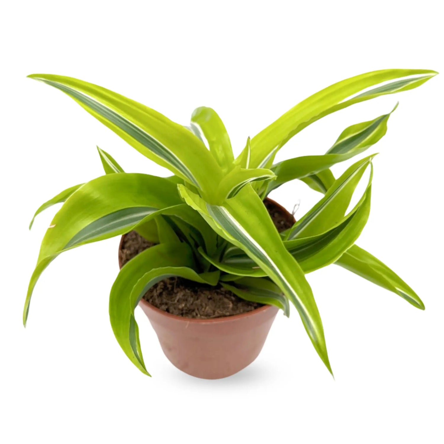 Dracaena Kopstek Variety - Dragon Plant Leaf Culture