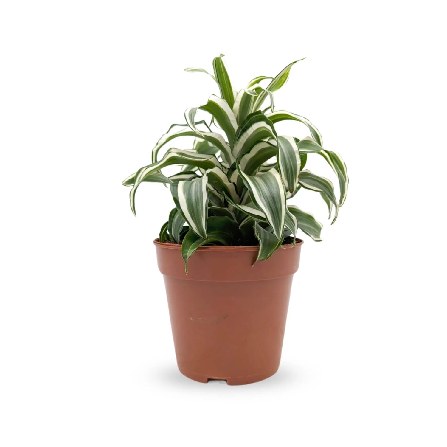 Dracaena Kopstek Variety - Dragon Plant Leaf Culture