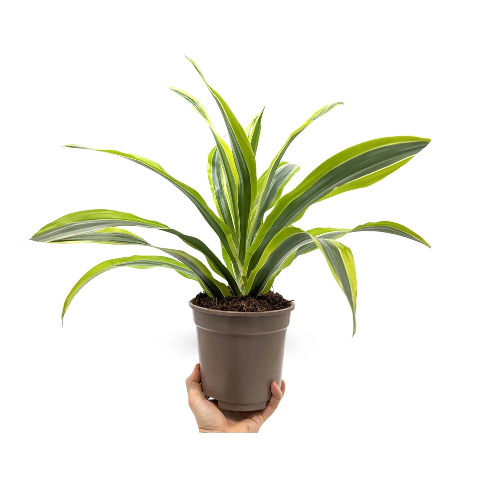 Dracaena Lemon Lime - Dragon Tree Leaf Culture