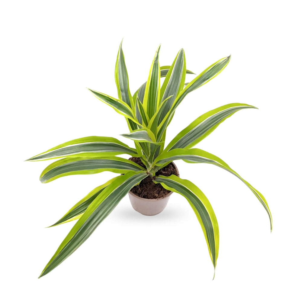 Dracaena Lemon Lime - Dragon Tree_2_thumb