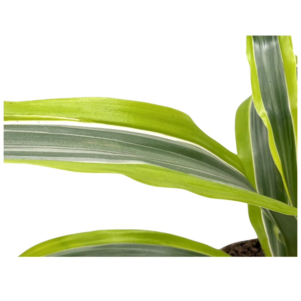 Dracaena Lemon Lime - Dragon Tree_4_thumb