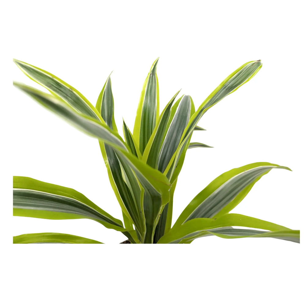 Dracaena Lemon Lime - Dragon Tree_3_thumb