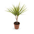 Dracaena Sunray - Madagascar dragon tree Leaf Culture