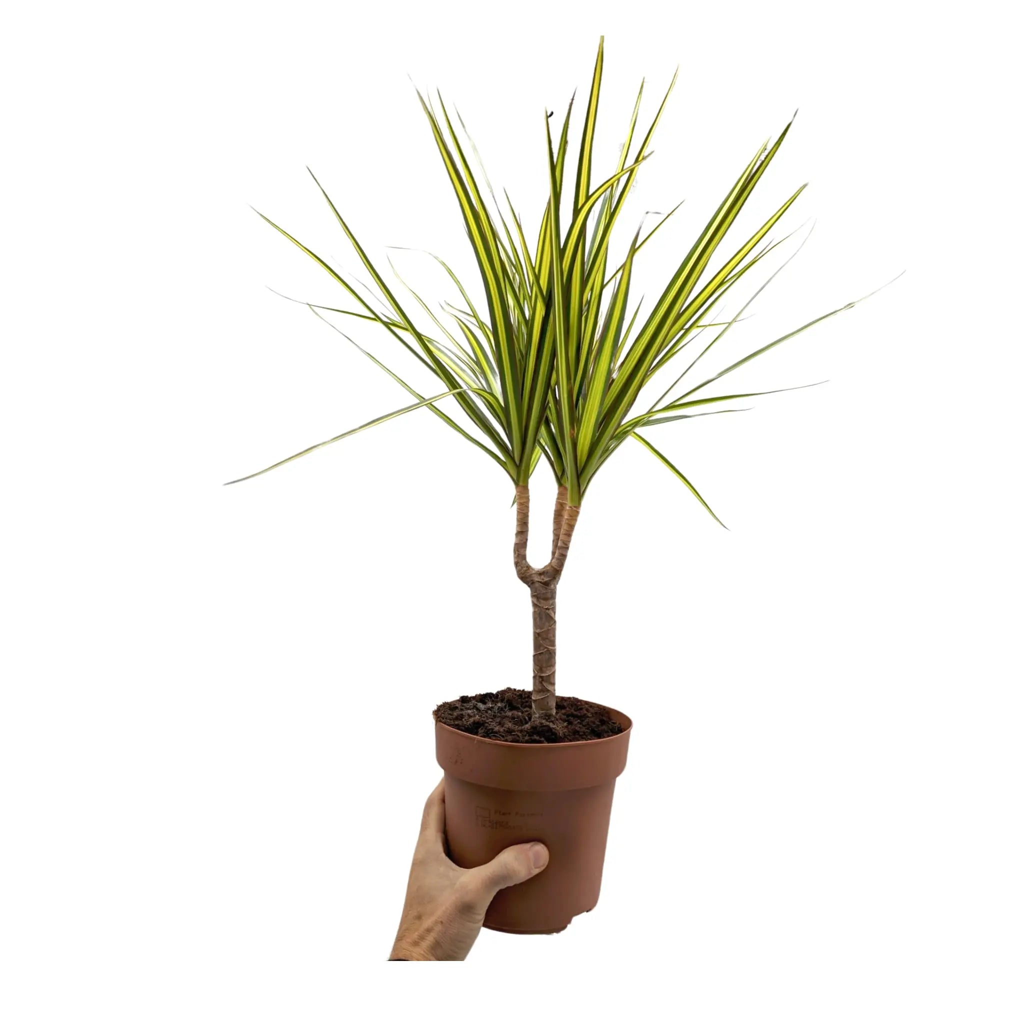 Dracaena Sunray - Madagascar dragon tree Leaf Culture