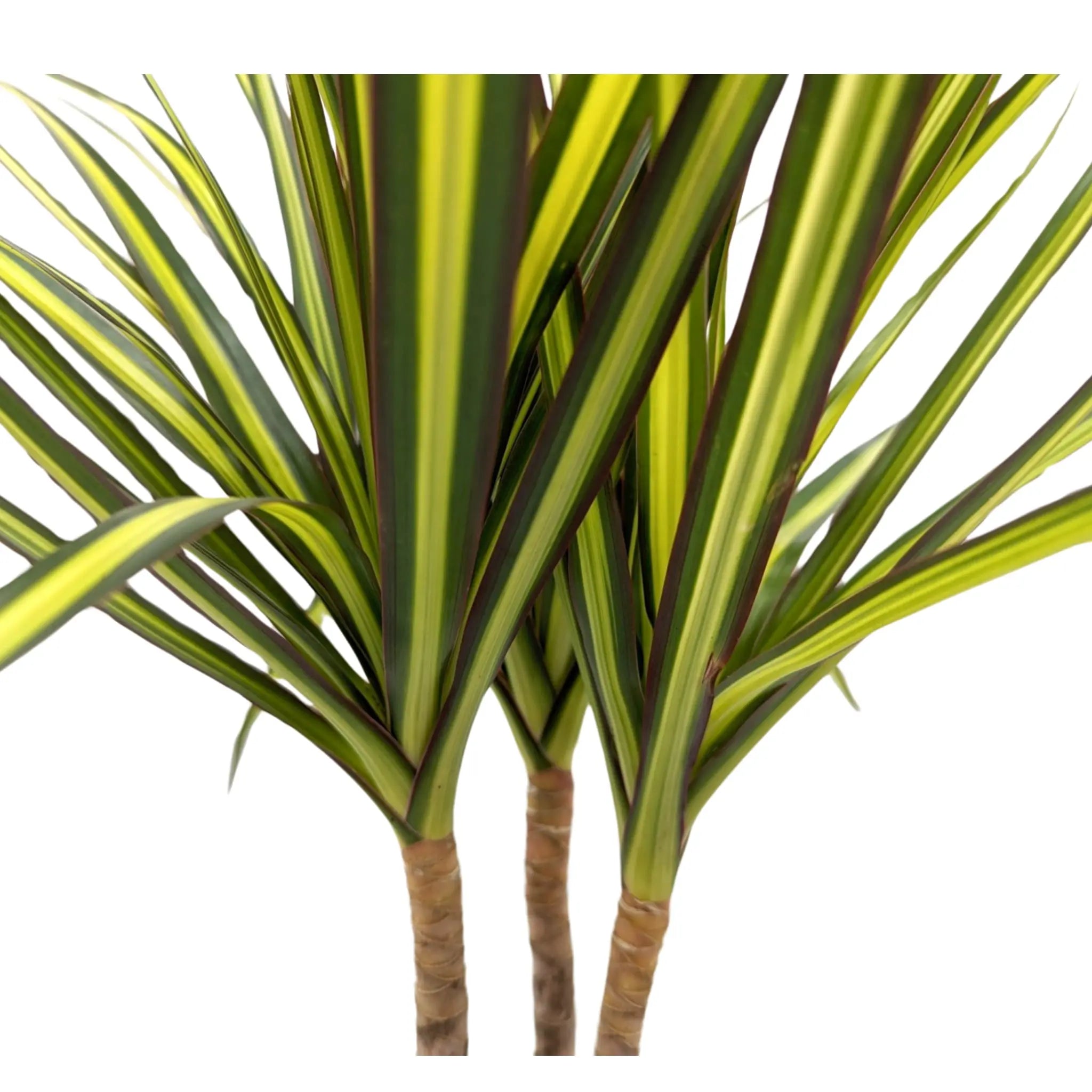 Dracaena Sunray - Madagascar dragon tree Leaf Culture