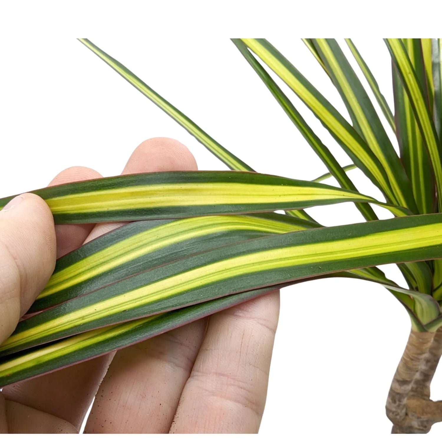 Dracaena Sunray - Madagascar dragon tree Leaf Culture