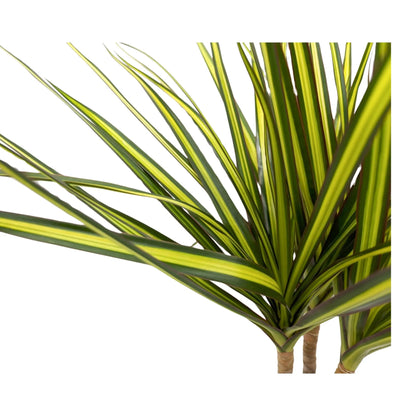 Dracaena Sunray - Madagascar dragon tree Leaf Culture