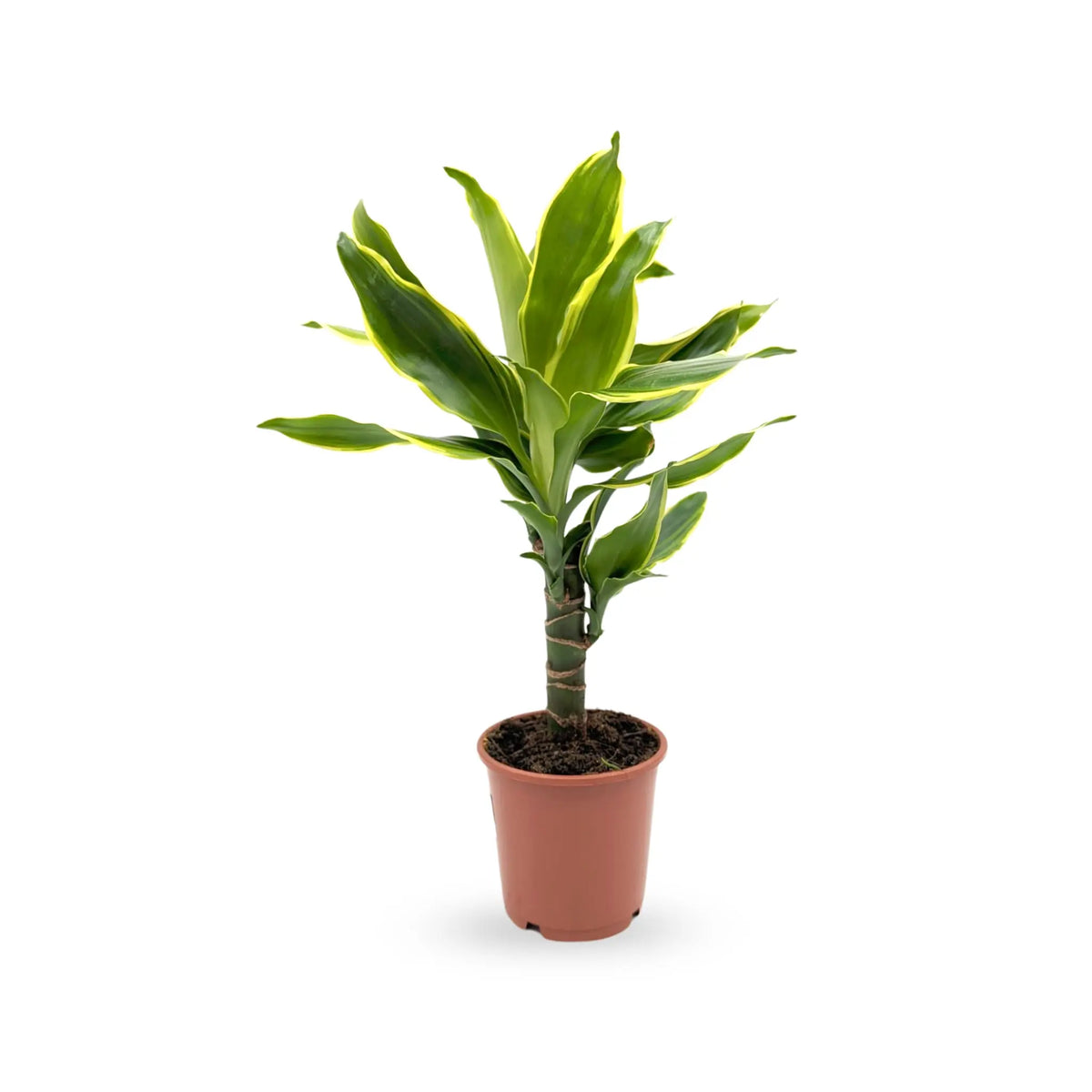 Dracaena fragrans Leaf Culture