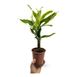 Dracaena fragrans Leaf Culture