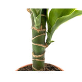 Dracaena fragrans Leaf Culture