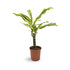 Dracaena fragrans Leaf Culture