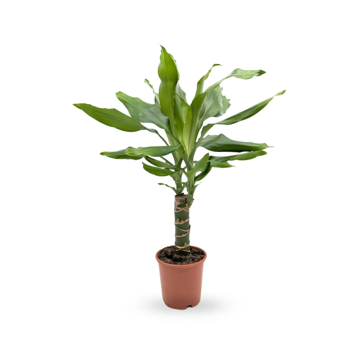 Dracaena fragrans Leaf Culture