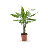 Dracaena fragrans Leaf Culture
