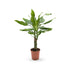 Dracaena fragrans Leaf Culture