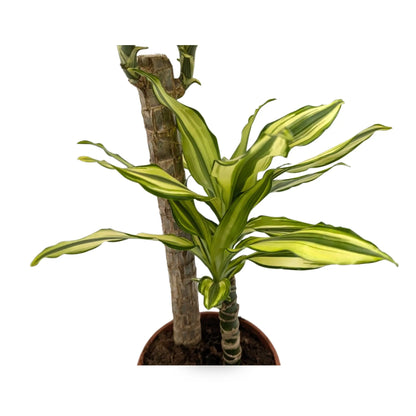 Dracaena fragrans Multi Stem Leaf Culture