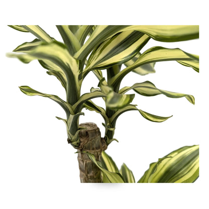 Dracaena fragrans Multi Stem Leaf Culture