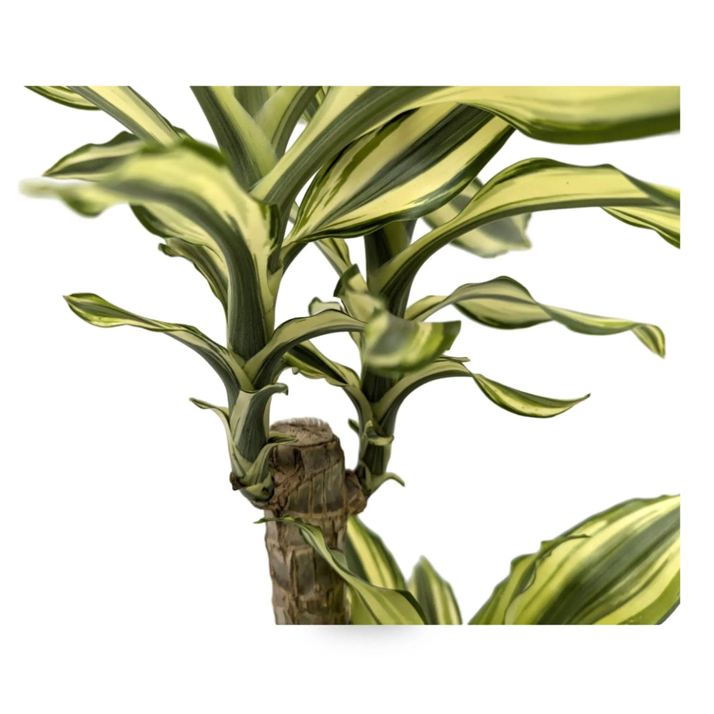 Dracaena fragrans Multi Stem_2_thumb