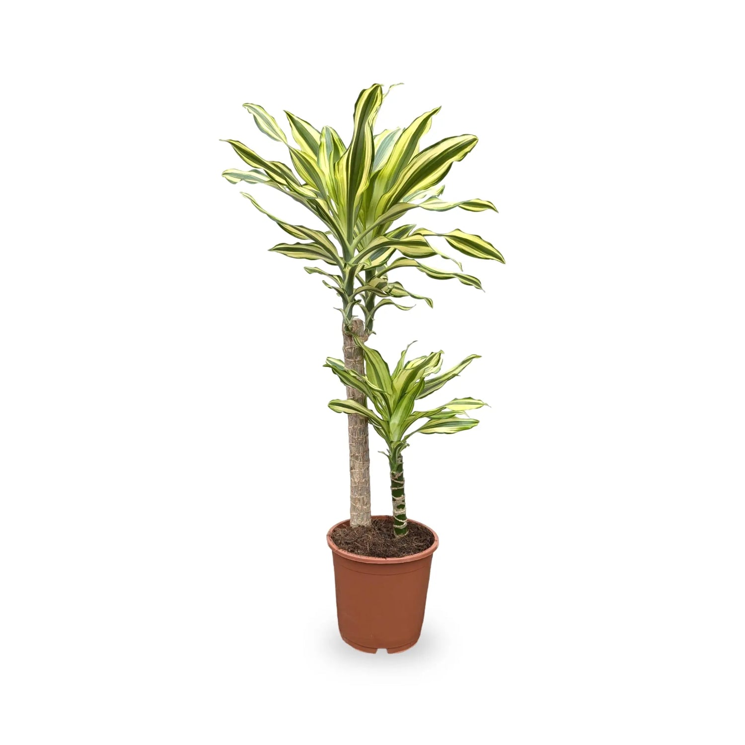 Dracaena fragrans Multi Stem Leaf Culture