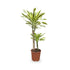 Dracaena fragrans Multi Stem Leaf Culture