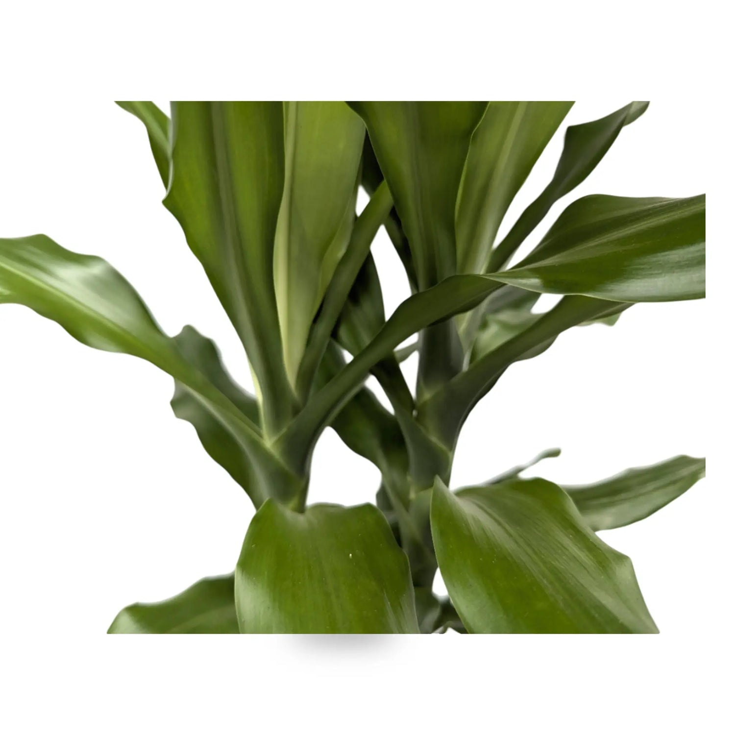 Dracaena fragrans Multi Stem Leaf Culture