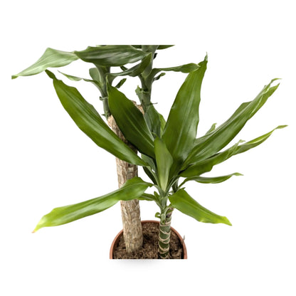 Dracaena fragrans Multi Stem Leaf Culture