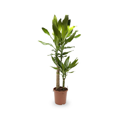 Dracaena fragrans Multi Stem Leaf Culture