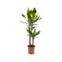 Dracaena fragrans Multi Stem Leaf Culture