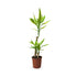 Dracaena fragrans Multi Stem Leaf Culture