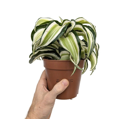 Dracaena malaika Curly Leaf Culture