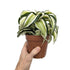 Dracaena malaika Curly Leaf Culture