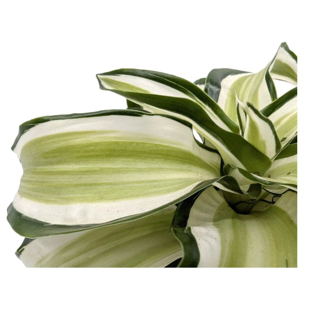Dracaena malaika Curly_3_thumb