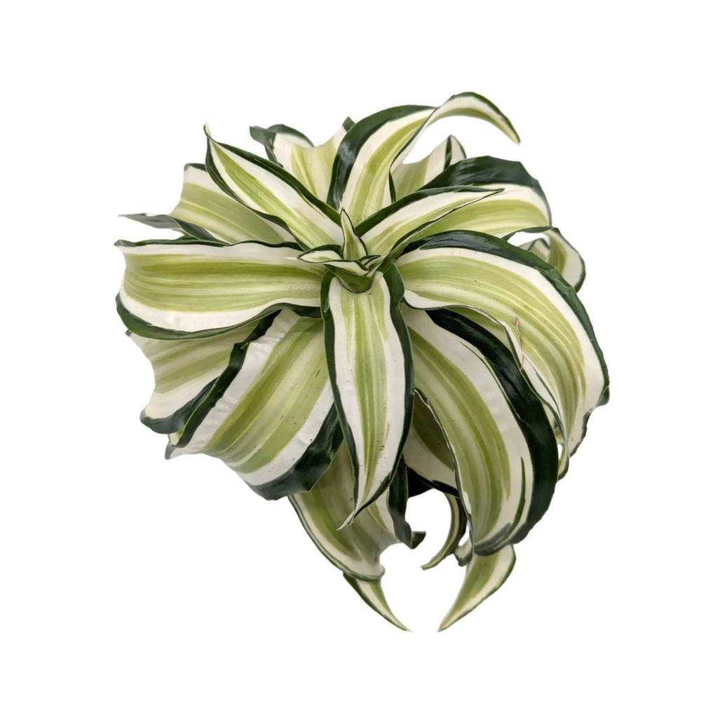 Dracaena malaika Curly_2_thumb