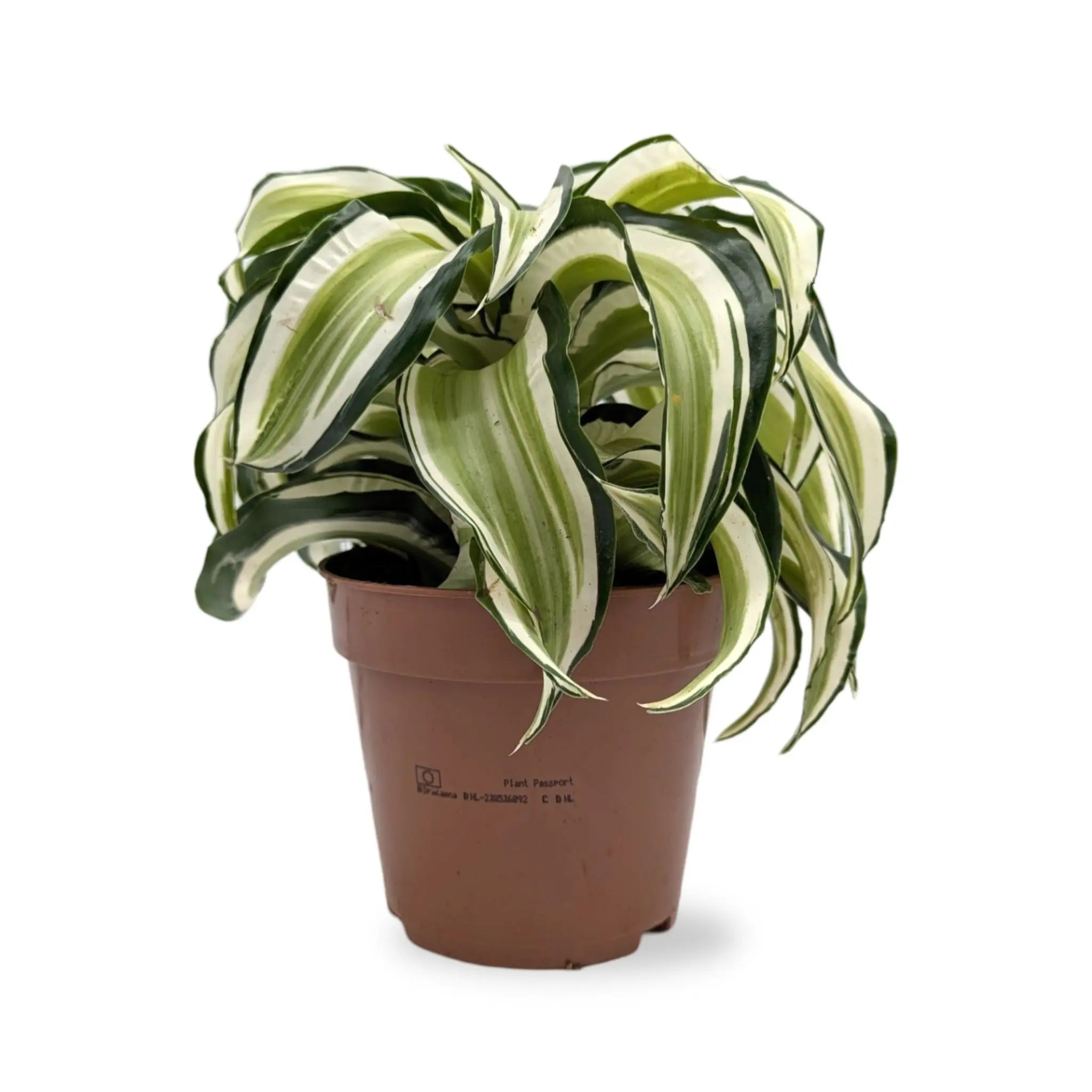 Dracaena malaika Curly Leaf Culture