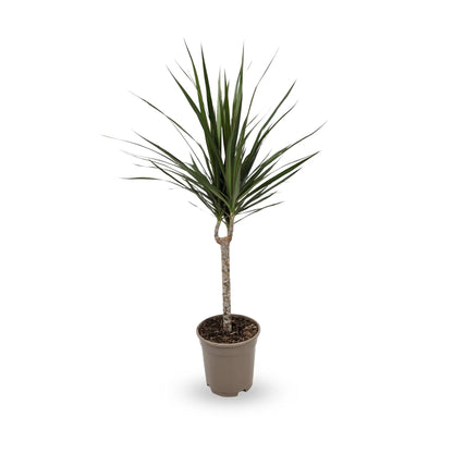 Dracaena marginata - Madagascar dragon tree Oz