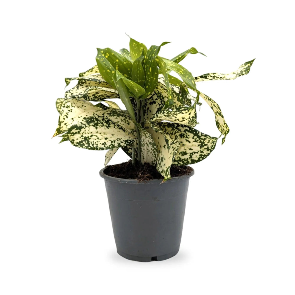 Dracaena surculosa_1_thumb