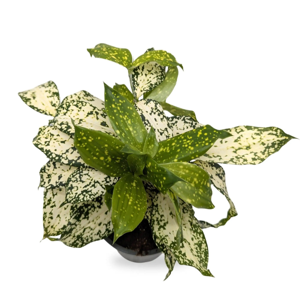 Dracaena surculosa_2_thumb