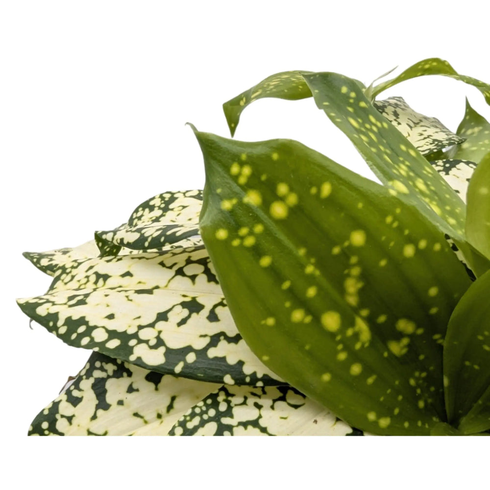 Dracaena surculosa_3_thumb