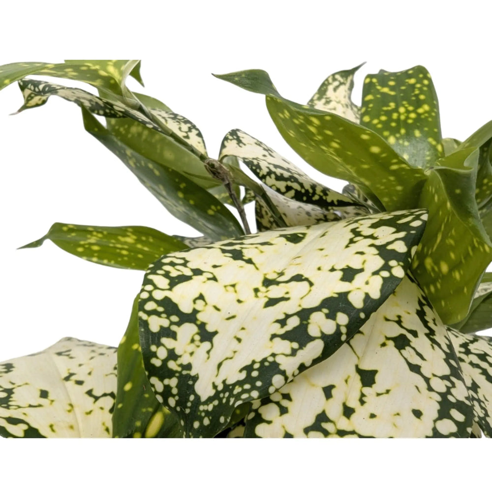 Dracaena surculosa_4_thumb