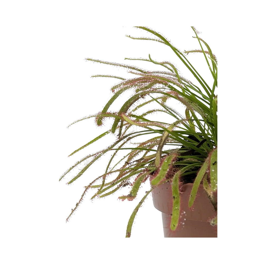 Drosera Capensis | Colourful Insect Catching Sundew_2_main