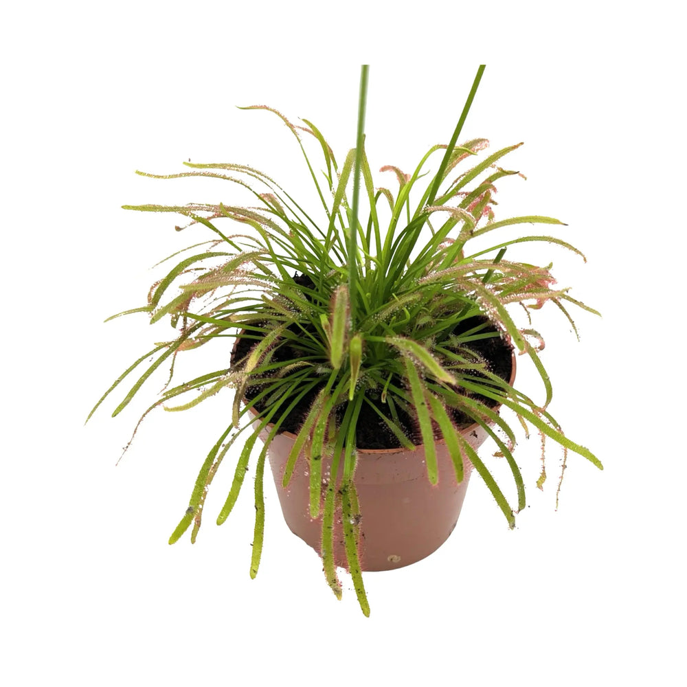 Drosera Capensis | Colourful Insect Catching Sundew_3_main