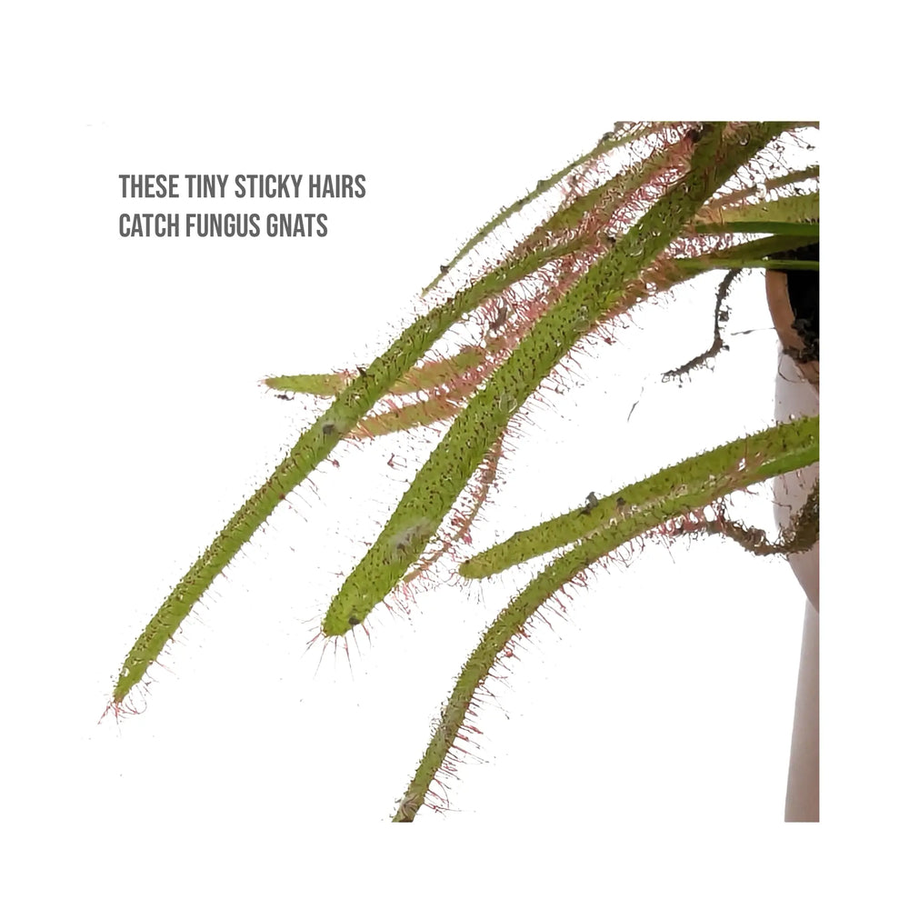 Drosera Capensis | Colourful Insect Catching Sundew_4_main