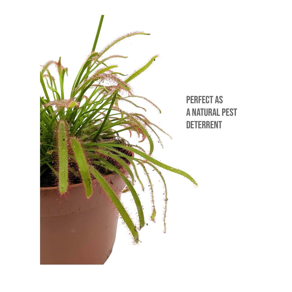 Drosera Capensis | Colourful Insect Catching Sundew_5_main