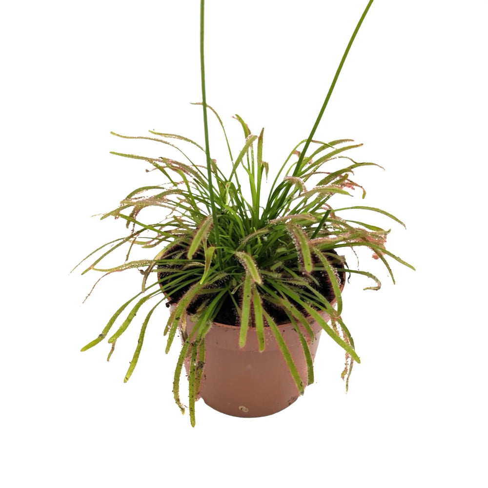 Drosera Capensis | Colourful Insect Catching Sundew_6_main