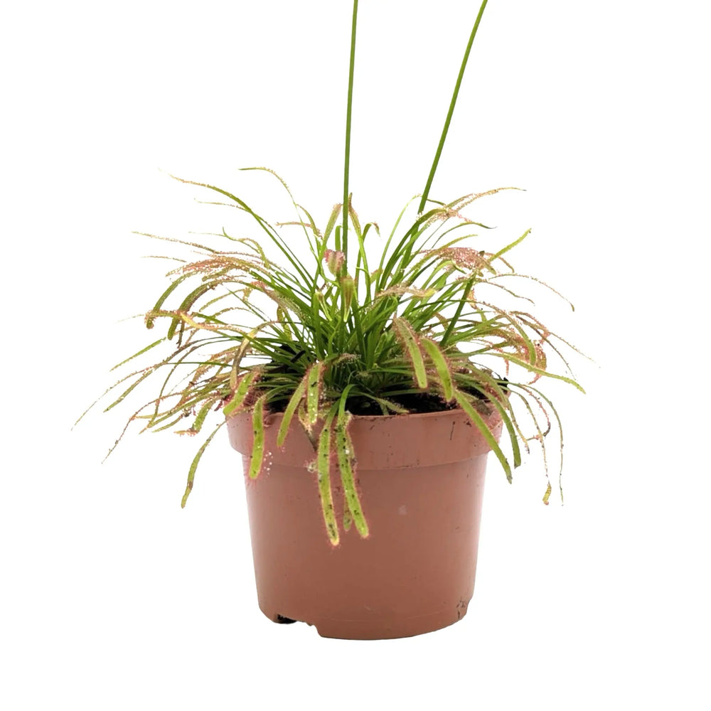 Drosera Capensis | Colourful Insect Catching Sundew_7_main