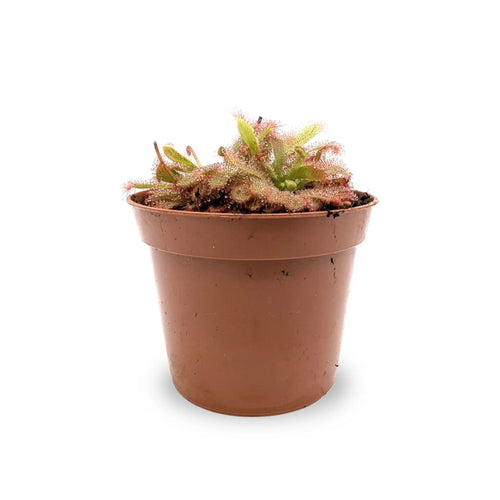 Drosera aliciae | Carnivorous Plant Leaf Culture