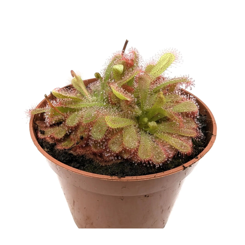 Drosera aliciae | Carnivorous Plant_3_main