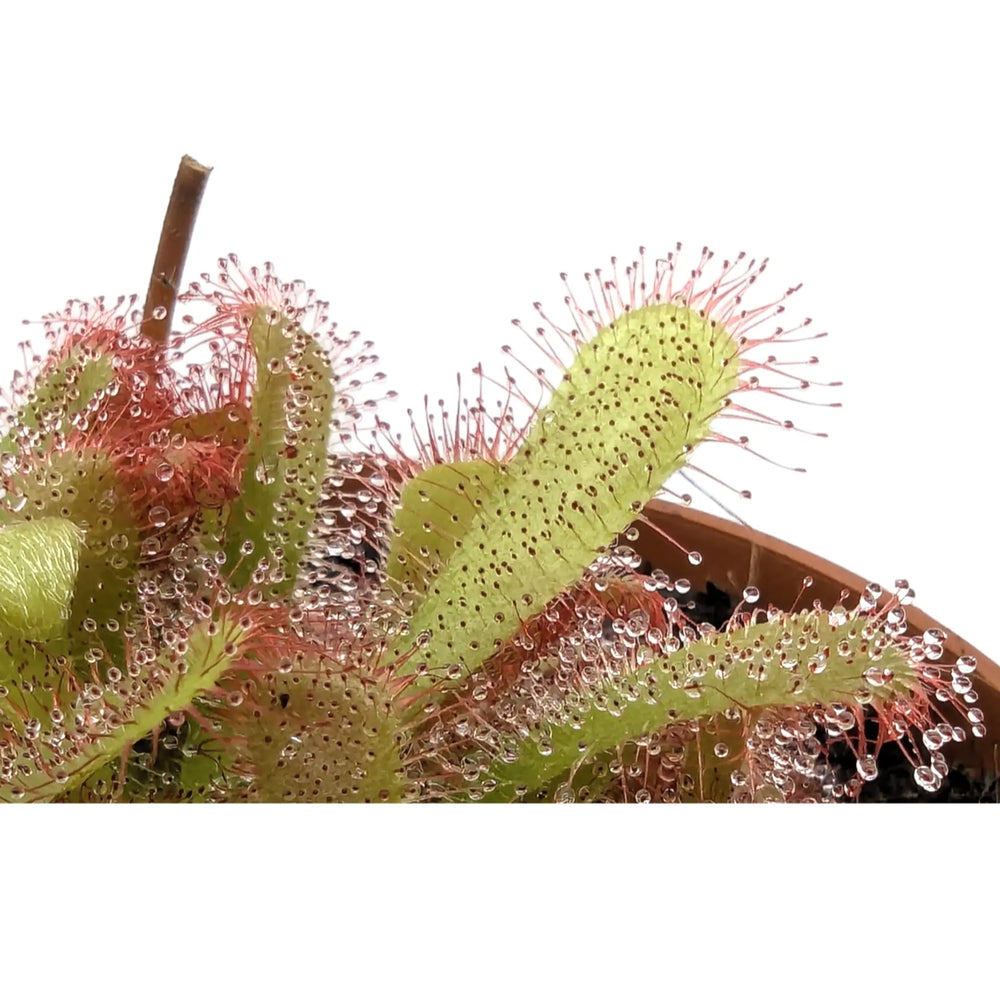 Drosera aliciae | Carnivorous Plant_2_main
