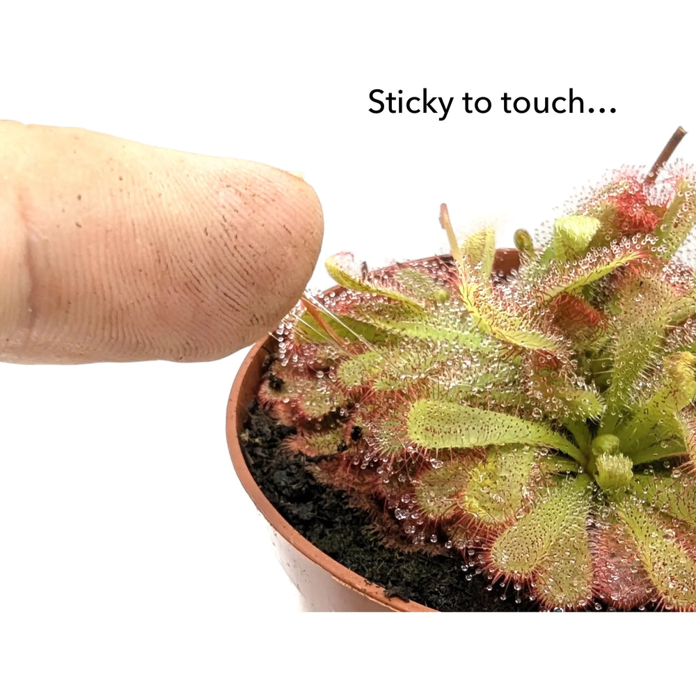 Drosera aliciae | Carnivorous Plant_4_main