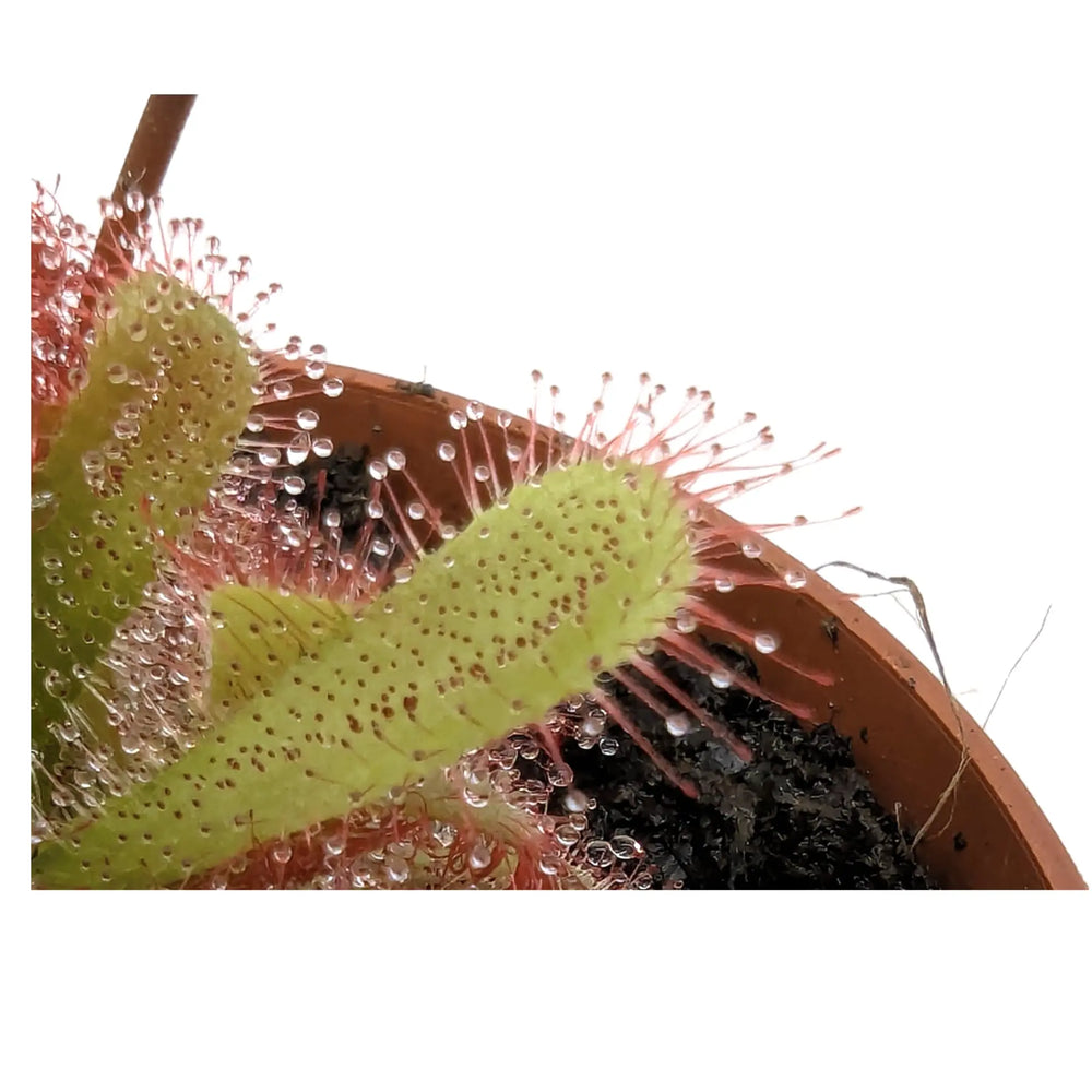 Drosera aliciae | Carnivorous Plant_5_main