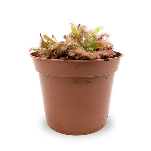 Drosera aliciae | Carnivorous Plant Leaf Culture